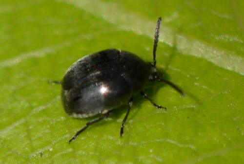 Spermophagus sp.